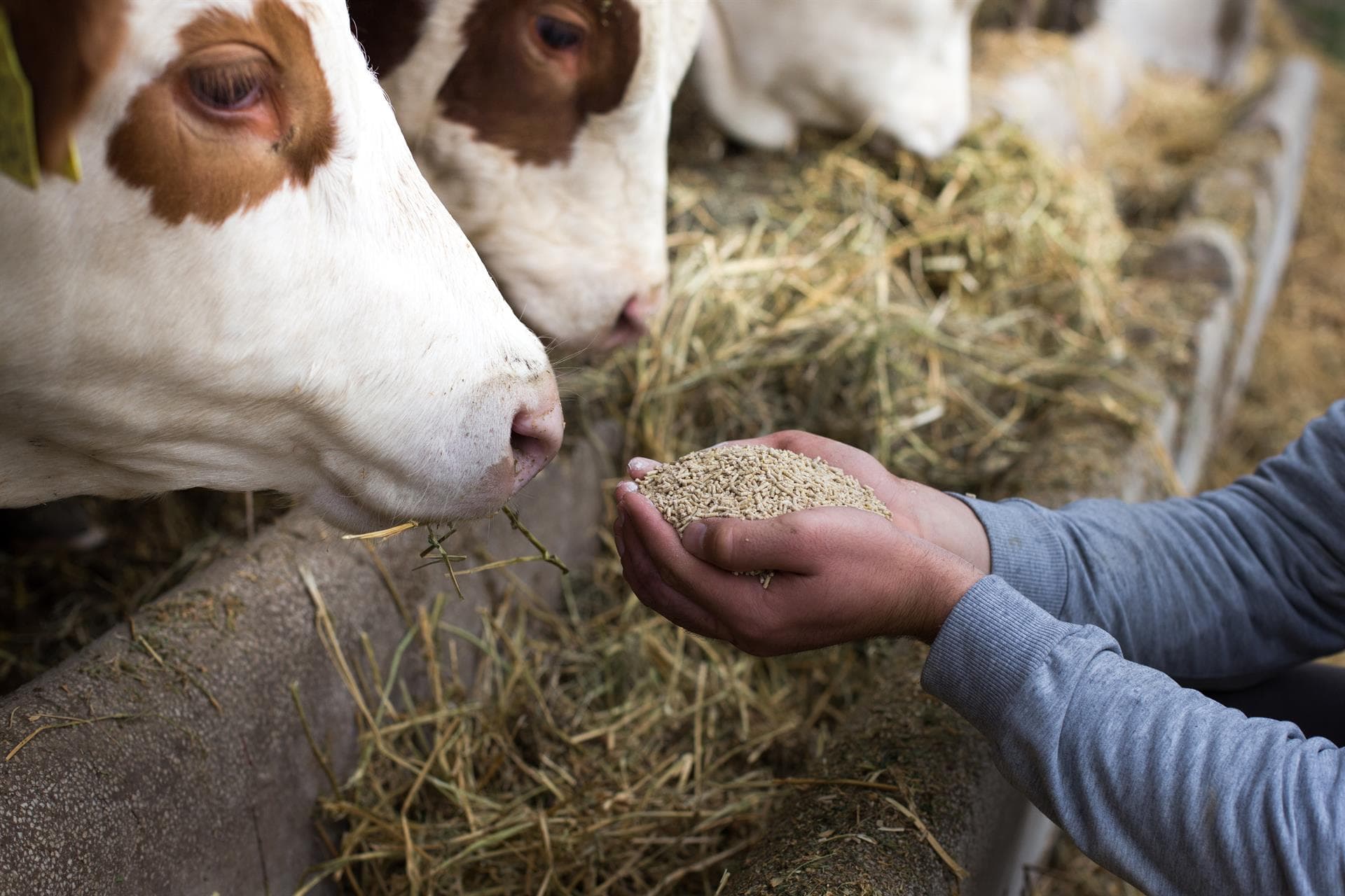 Alimentos para animais de granxa