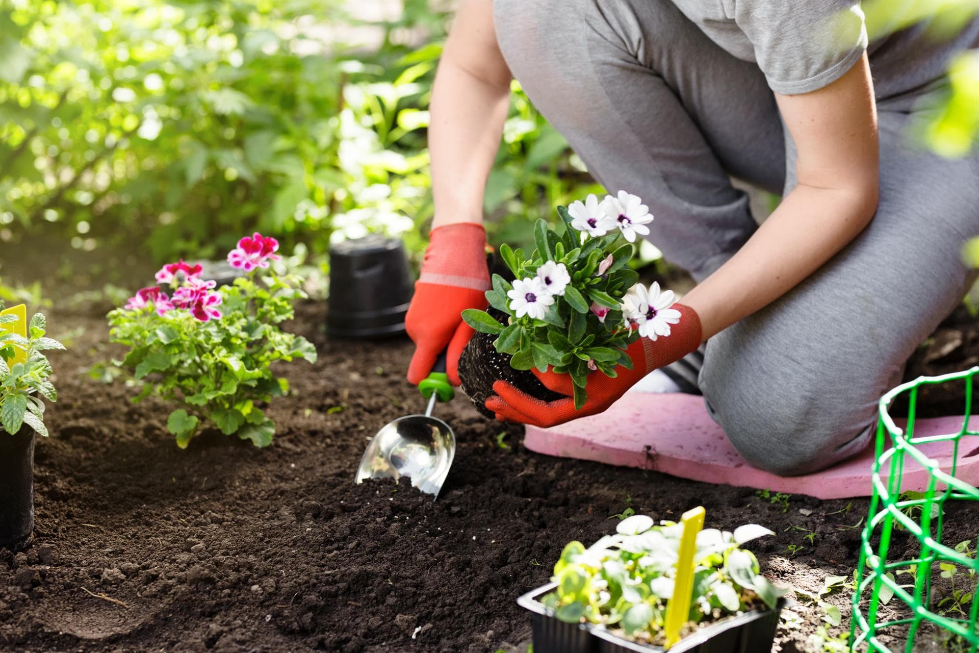 Viveiro de plantas en Maceda