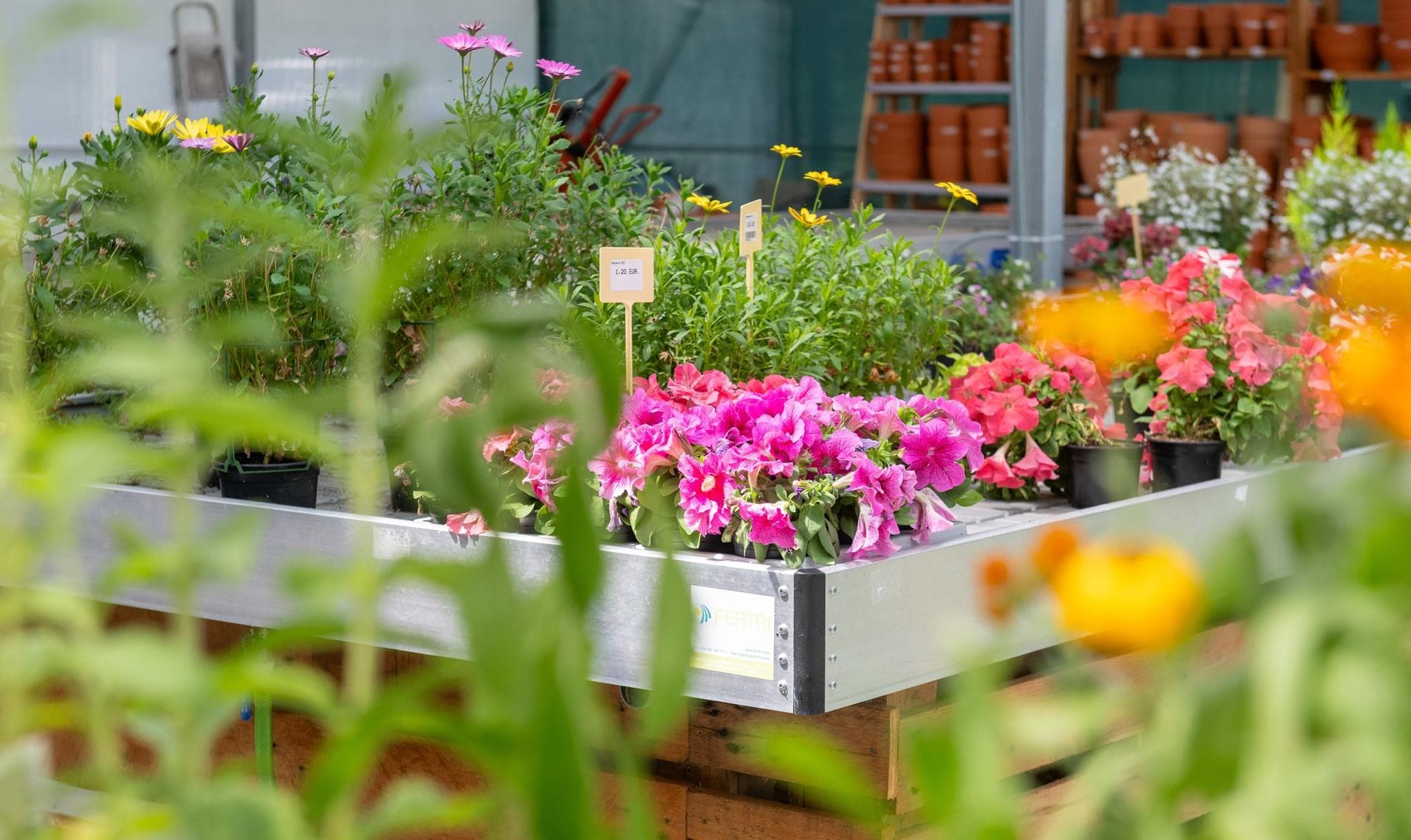 Viveiro de plantas en Maceda